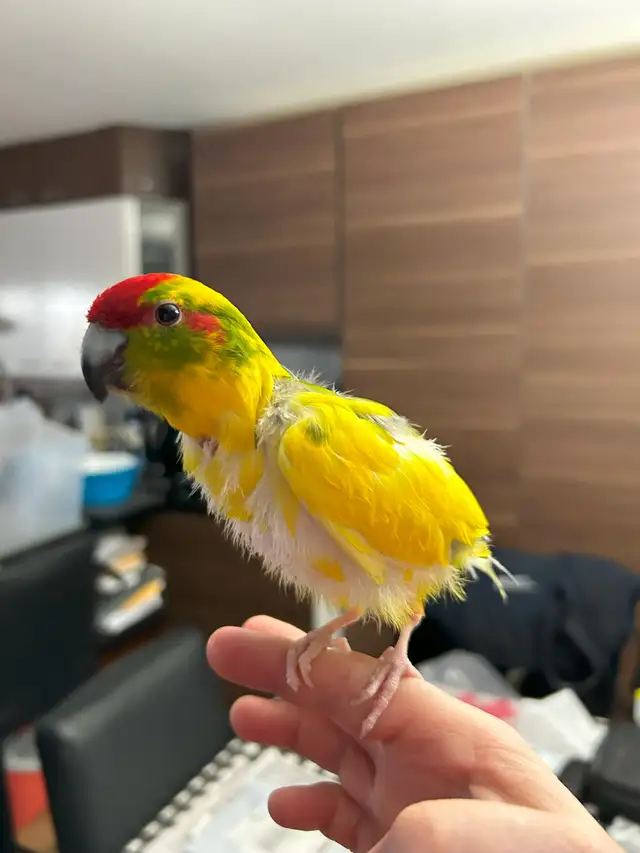 Kakariki