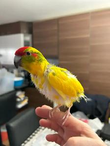 Kakariki