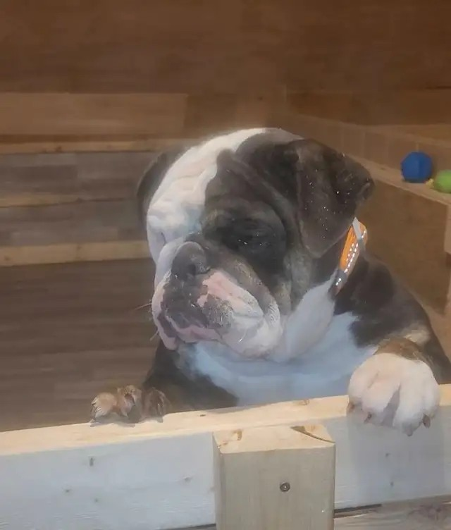 Bouledogue Anglais