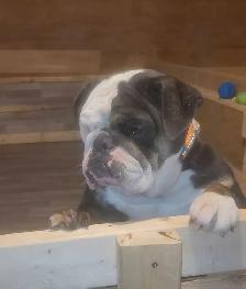 Bouledogue Anglais