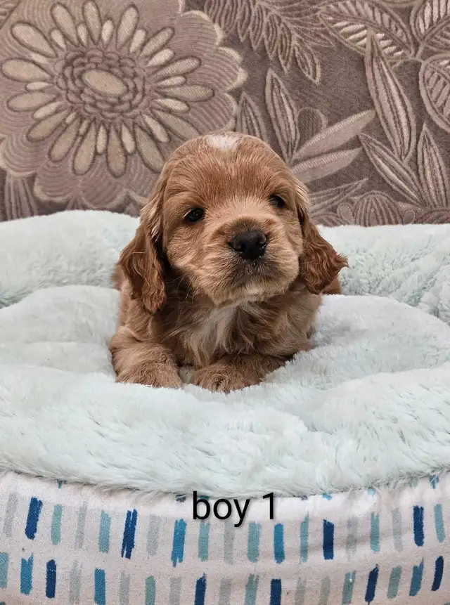 Adorable Cockapoo Puppies