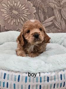 Adorable Cockapoo Puppies