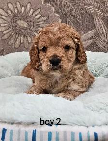Adorable Cockapoo Puppies - Photo 2