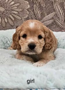 Adorable Cockapoo Puppies - Photo 3