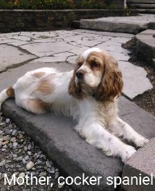 Adorable Cockapoo Puppies - Photo 4
