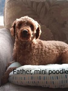 Adorable Cockapoo Puppies - Photo 5