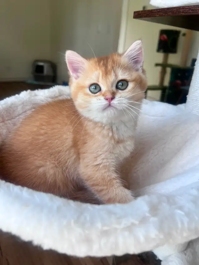 Luxury British Shorthair Kitten / Chocolate Golden Chinchill boy
