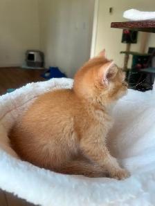 Luxury British Shorthair Kitten / Chocolate Golden Chinchill boy - Photo 3