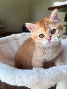 Luxury British Shorthair Kitten / Chocolate Golden Chinchill boy - Photo 6
