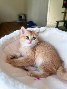 Luxury British Shorthair Kitten / Chocolate Golden Chinchill boy - Photo 7