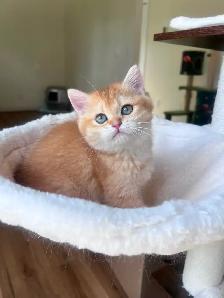 Luxury British Shorthair Kitten / Chocolate Golden Chinchill boy - Photo 8