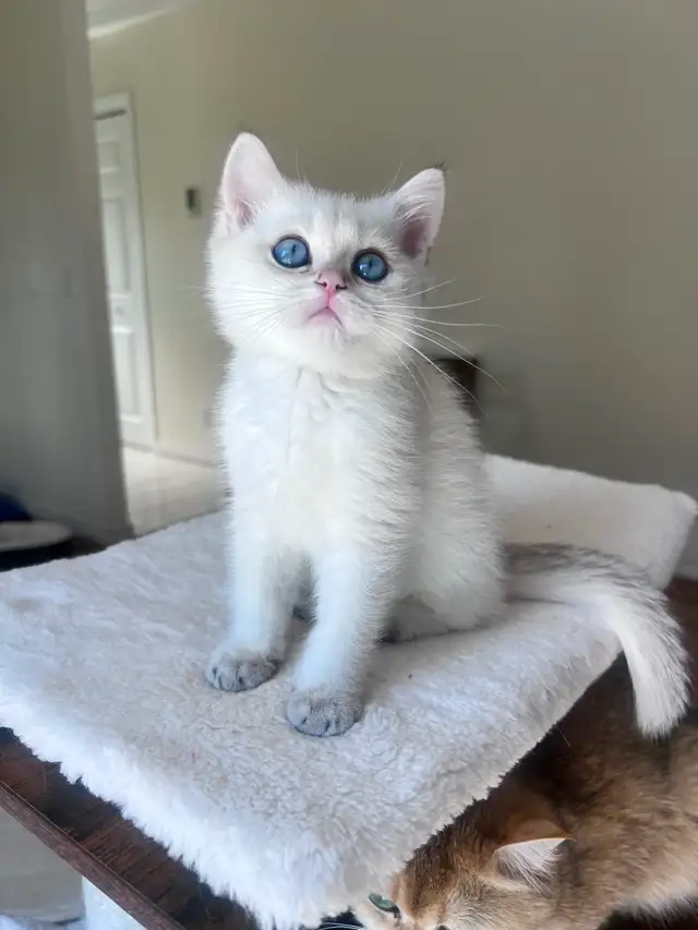British shorthair Colorpoint kitten with deep vivid blue eyes