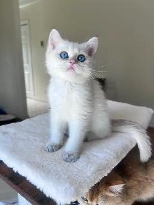 British shorthair Colorpoint kitten with deep vivid blue eyes