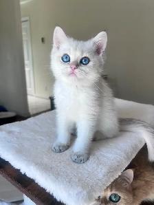 British shorthair Colorpoint kitten with deep vivid blue eyes - Photo 2
