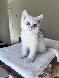 British shorthair Colorpoint kitten with deep vivid blue eyes - Photo 4