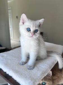 British shorthair Colorpoint kitten with deep vivid blue eyes - Photo 5