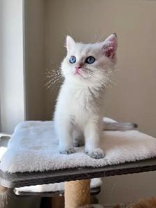 British shorthair Colorpoint kitten with deep vivid blue eyes - Photo 7