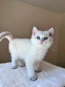 British shorthair Colorpoint kitten with deep vivid blue eyes - Photo 8