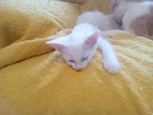 Mew mew mew. Kitty's for you.