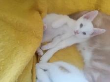Mew mew mew. Kitty's for you. - Photo 2