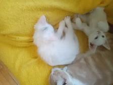 Mew mew mew. Kitty's for you. - Photo 3