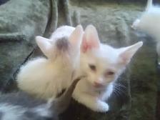 Mew mew mew. Kitty's for you. - Photo 4