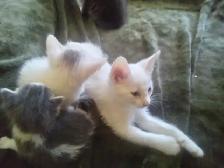 Mew mew mew. Kitty's for you. - Photo 5