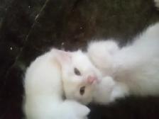 Mew mew mew. Kitty's for you. - Photo 6
