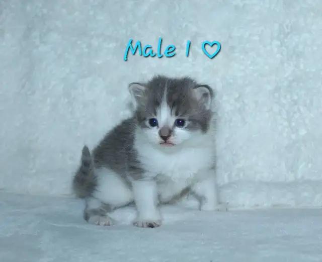 ADORABLE KITTENS AVAILABLE!