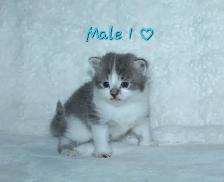 ADORABLE KITTENS AVAILABLE!