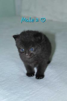 ADORABLE KITTENS AVAILABLE! - Photo 2