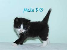 ADORABLE KITTENS AVAILABLE! - Photo 3