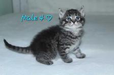 ADORABLE KITTENS AVAILABLE! - Photo 4