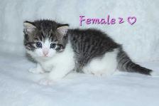 ADORABLE KITTENS AVAILABLE! - Photo 6