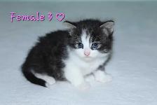ADORABLE KITTENS AVAILABLE! - Photo 7