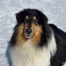 CKC registered rough collie