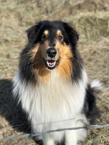 CKC registered rough collie - Photo 2
