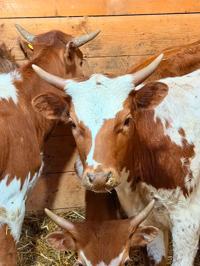 Longhorn Roping Cattle