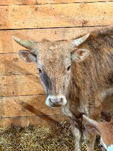 Longhorn Roping Cattle - Photo 2