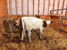 Longhorn Roping Cattle - Photo 3