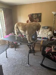 dog grooming - Photo 3
