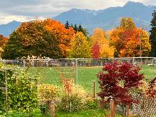 Vacant Lot For Sale, Kaslo, BC - Photo 8