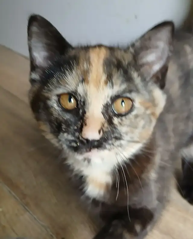 3 mignons chatons - SPÉCIAL écailles de tortue
