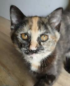3 mignons chatons - SPÉCIAL écailles de tortue