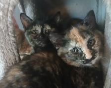 3 mignons chatons - SPÉCIAL écailles de tortue - Photo 5
