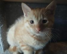 3 mignons chatons - SPÉCIAL écailles de tortue - Photo 6