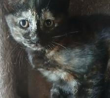 3 mignons chatons - SPÉCIAL écailles de tortue - Photo 7