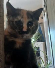 3 mignons chatons - SPÉCIAL écailles de tortue - Photo 8