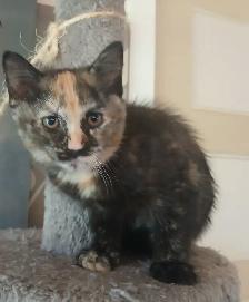 3 mignons chatons - SPÉCIAL écailles de tortue - Photo 9