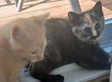 3 mignons chatons - SPÉCIAL écailles de tortue - Photo 10
